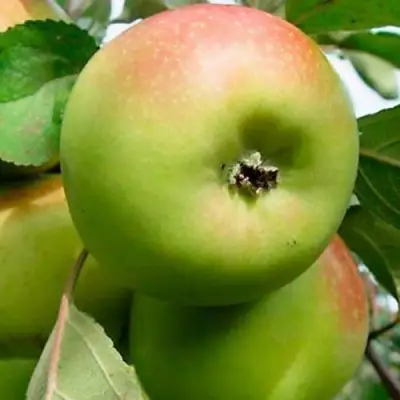 Яблоня БРАТ ЧУДНОГО стелющаяся в Волковыске