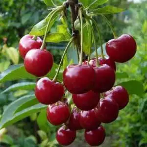 Дюк ФАКЕЛ в Волковыске