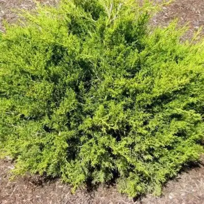 Можжевельник ИЗАБЕЛИН китайский в Волковыске