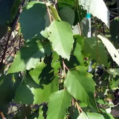 Береза САММЕР КАСКАД черная в Волковыске