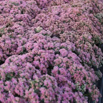 Очиток (седум) САНСПАРКЛЕР ЛАЙМ ЗИНГЕР в Волковыске