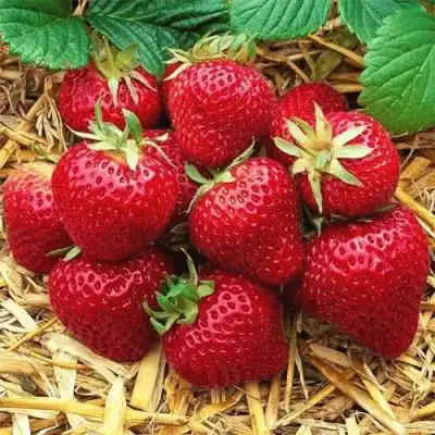 Клубника ХОНЕЙ в Волковыске