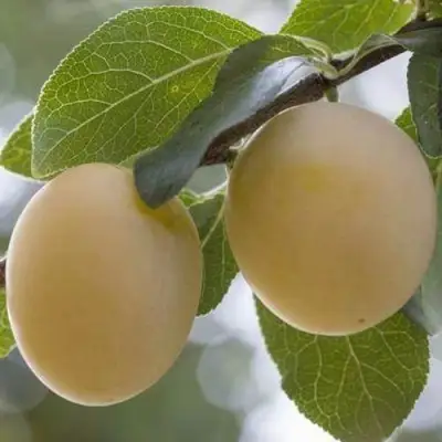 Слива УТРО в Волковыске