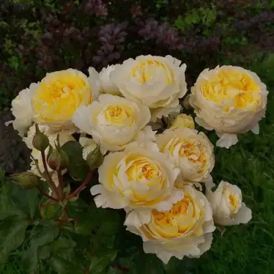 Роза БЕАТРИС английская в Волковыске