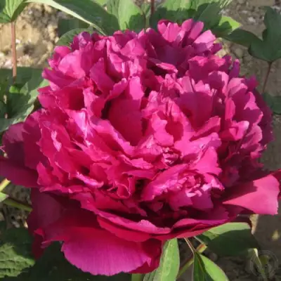 Пион ТАЙНАЯ СТРАСТЬ древовидный в Волковыске