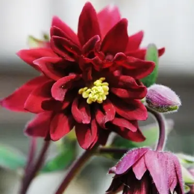 Аквилегия РУБИ ПОРТ обыкновенная в Волковыске