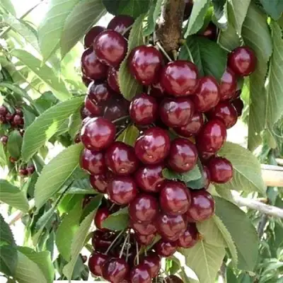 Черешня СИЛЬВИЯ колоновидная в Волковыске