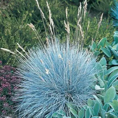 Овсяница АЙСФОГЕЛЬ сизая в Волковыске