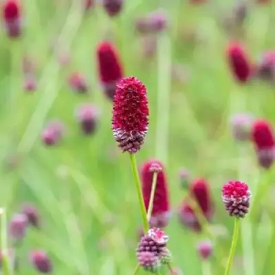 Кровохлебка БИТЛВИНГЗ в Волковыске