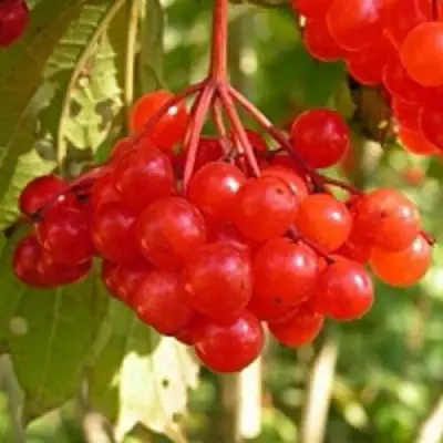 Калина ПАМЯТИ ВАЛЕНТИНЫ в Волковыске