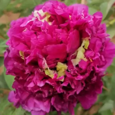 Пион ПОЛЕТ ЛАСТОЧКИ древовидный в Волковыске