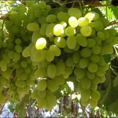 Виноград ИЛЬЯ  в Волковыске