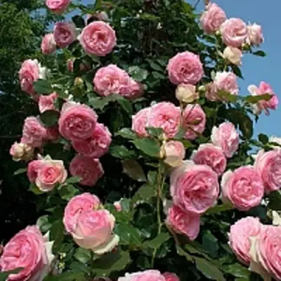 Роза ПЬЕР ДЕ РОНСАР плетистая в Волковыске