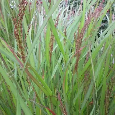 Просо ВЭРРИОР прутьевидное в Волковыске