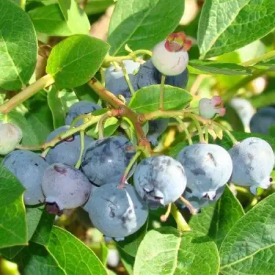 Голубика БЛЮДЖЕЙ в Волковыске