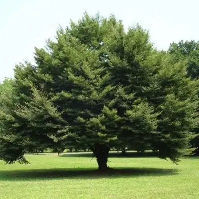 Бук обыкновенный в Волковыске