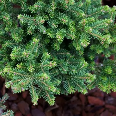 Ель ВИЛС ЦВЕРГ обыкновенная в Волковыске