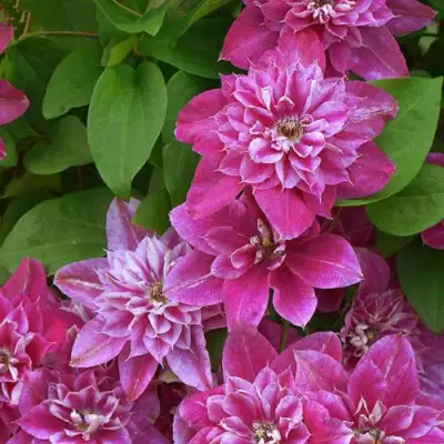 Клематис МАЙ ДАРЛИНГ  в Волковыске