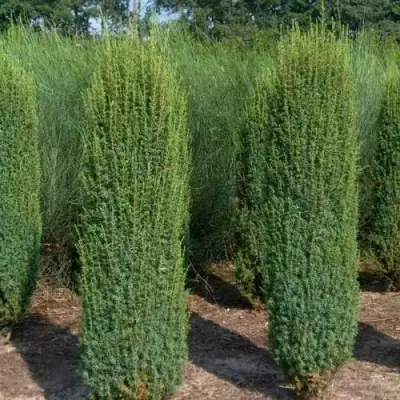 Можжевельник ХИБЕРНИКА обыкновенный  в Волковыске