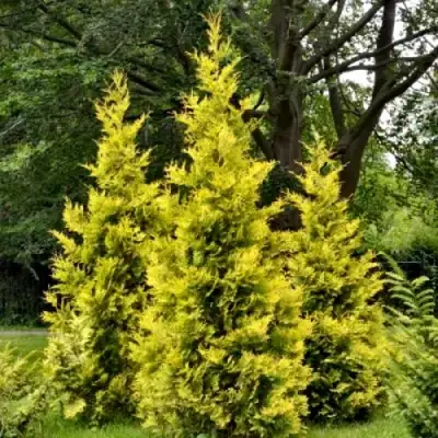 Туя ГОЛДЕН БРАБАНТ западная в Волковыске