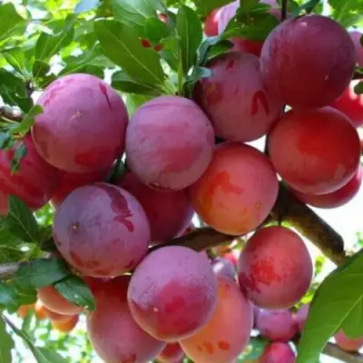 Слива НЕКТАРИННАЯ АРОМАТНАЯ в Волковыске