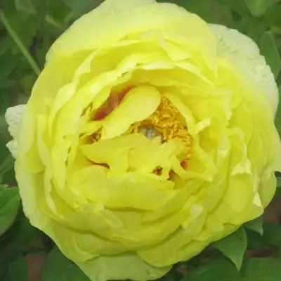 Пион ЗОЛОТО ПОДНЕБЕСНОЙ древовидный в Волковыске