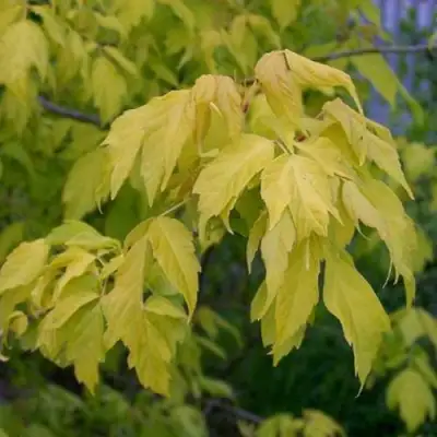 Клен ясенелистный в Волковыске