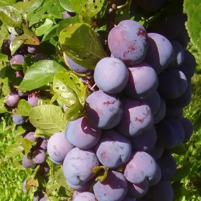 Слива НАГРАДА НЕМАНСКАЯ в Волковыске