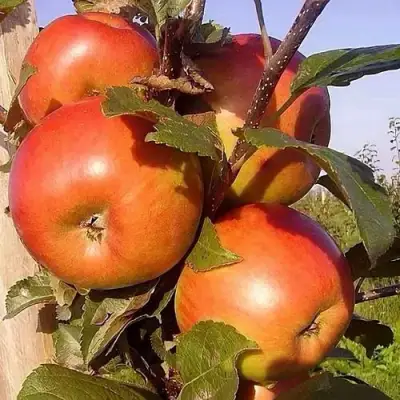 Яблоня ФРИДОМ в Волковыске