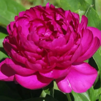 Пион БАРХАТ НОЧИ травянистый в Волковыске