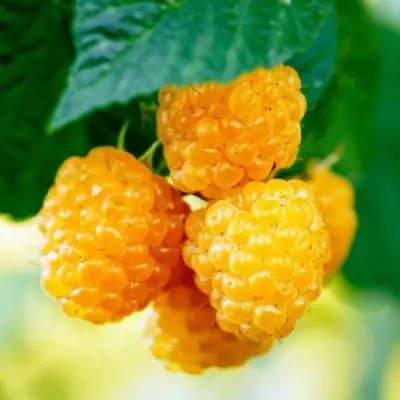 Малина МЕДОВАЯ в Волковыске