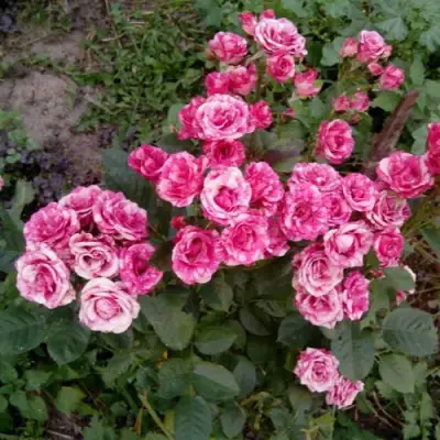 Роза ФЛЕШ ДАНС спрей в Волковыске