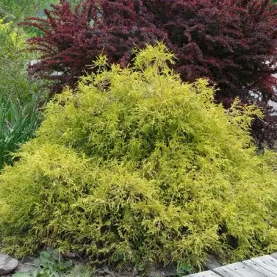 Кипарисовик ГОЛДЕН МОП горохоплодный в Волковыске