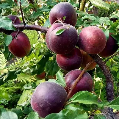 Шарафуга БЕЛЛА РОЯЛЬ в Волковыске