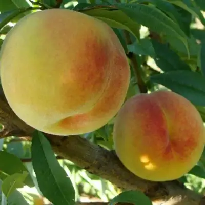 Персик ДОНЕЦКИЙ ЖЕЛТЫЙ в Волковыске