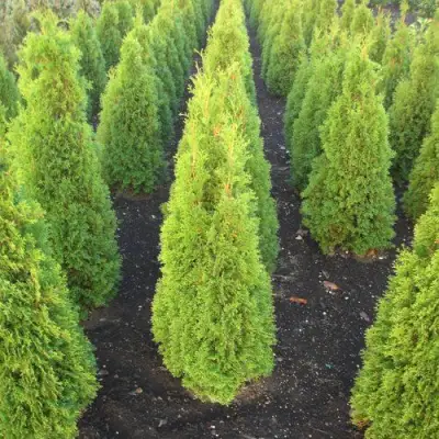 Туя САННИ СМАРАГД западная  в Волковыске