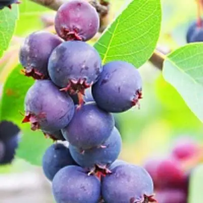 Ирга СМОУКИ в Волковыске