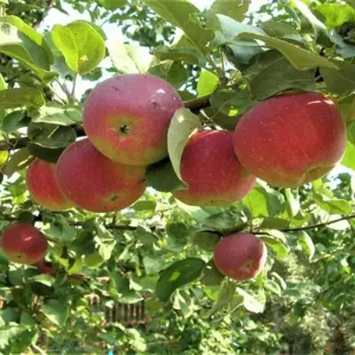 Яблоня ОРЛИК в Волковыске