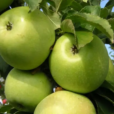 Яблоня КАЛУЖАНКА в Волковыске