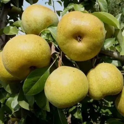 Груша ПЛАТОНОВСКАЯ в Волковыске