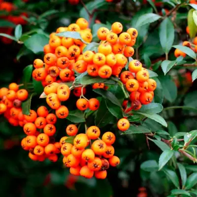 Пираканта ОРАНЖ ГЛОУ в Волковыске