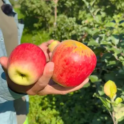 Яблоня БЛАГАЯ ВЕСТЬ в Волковыске