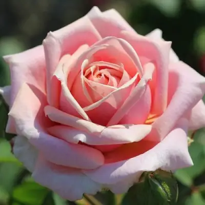 Роза ФРЕДЕРИК МИСТРАЛЬ чайно-гибридная в Волковыске