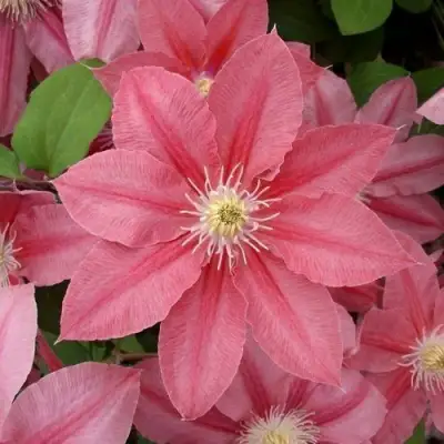 Клематис ЛИТЛ МЕРМЕЙД в Волковыске