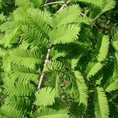 Метасеквойя  ГЛИПТОСТРОБОИДНАЯ  в Волковыске