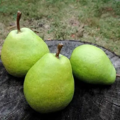 Груша БЕРЕ ЛЮКА в Волковыске