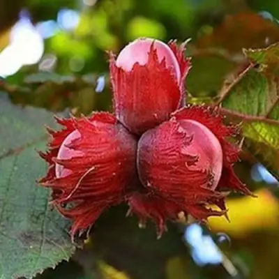 Фундук КРАСНЫЙ ЯНТАРЬ в Волковыске