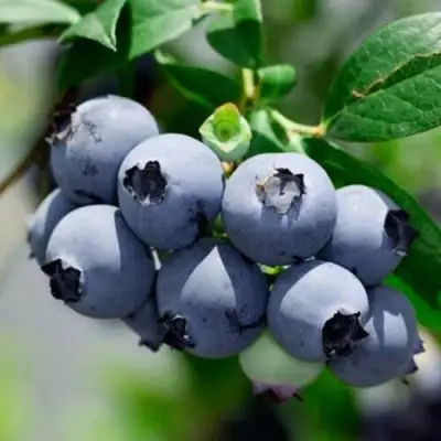 Голубика СИЕРРА в Волковыске