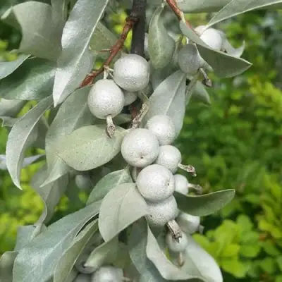 ЛОХ СЕРЕБРИСТЫЙ в Волковыске