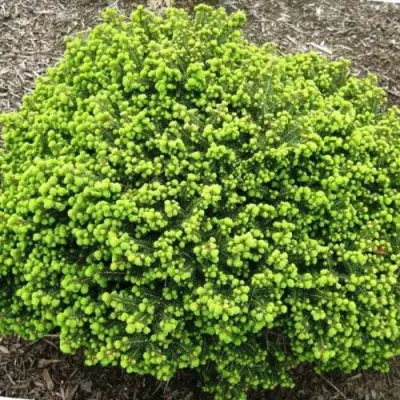 Ель ЛИТЛ ДЖЕМ обыкновенная в Волковыске